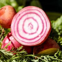 Organic beetroot seed