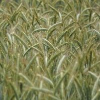 Bikini Triticale Seed Ireland