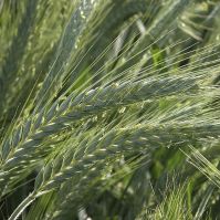 Organic Winter Triticale 'Kinerit'