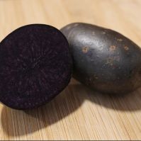 truffette seed potatoes