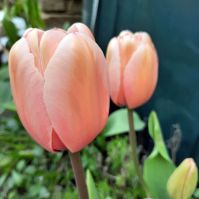 Organic Tulip 'Salmon Impression'
