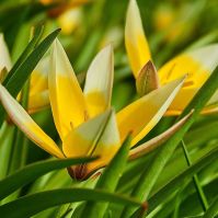 Organic Tulip Tarda