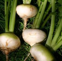 Turnip 'Flat White May'