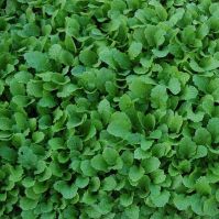 Stubble Turnip Seed