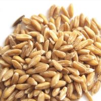 organic spelt grain