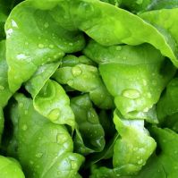 Butterhead Lettuce 'Valdor'