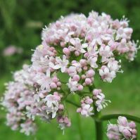 Valerian Organic Seeds