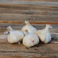 Garlic for planting and growing in Ireland