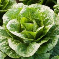Organic Valmaine Cos Lettuce Seeds