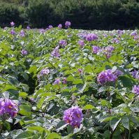 Organic pelleted vegan fertiliser