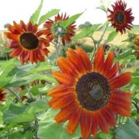 Velvet Queen Sunflower Seed Organic