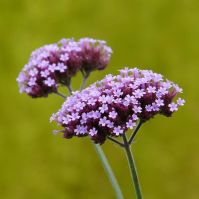 Organic Verbena bonariensis seeds