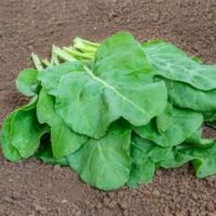 Perpetual Spinach Seed