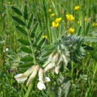 Hungarian Vetch Seed