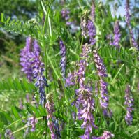 Organic Hairy Vetch Seed