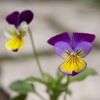 Pansy flowers in purple, yellow and white