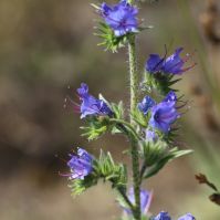 Echium vulgare seed Ireland
