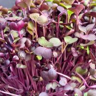 radish vulcano seeds