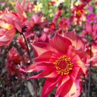 Dahlia Waltzing Matilda Organic Bulbs
