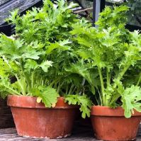wasabino organic mustard seeds