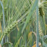 Organic Winter Wheat Seed