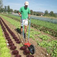 Using Glaser Wheelhoe