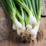 Onion 'White Lisbon'