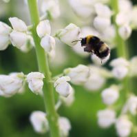 White Lupins