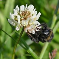 Large Leaved White Clover