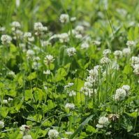 Organic White Clover Silage Mix