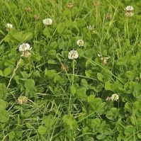 4.1 Species rich pasture