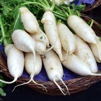 Radish 'White Icicle'