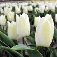 Organic Tulip White Prince