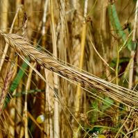 Organic Wild Rye Seed
