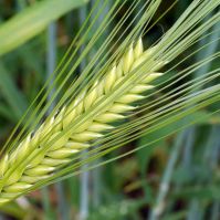 bydv resistant barley