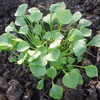 Organic Winter Purslane