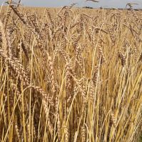 Spelt Seed Ireland