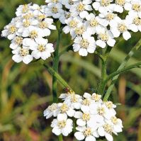 Yarrow