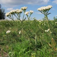 Yarrow for Grazing