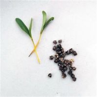 Yellow Beetroot for Microgreens