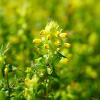 Yellow Rattle Seed