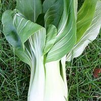 Organic Pak Choi Taisai