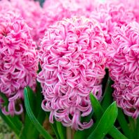 Organic Hyacinth Pink Pearl