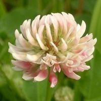 Organic Glamaours Alsike Clover Seeds Inoculated Bulk The Best Clover for Poor soils 