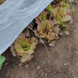 Crop Cover Bars
