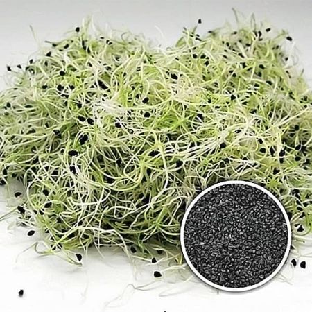 ONION LEEK Seeds Sprouting Organic 2500+ 10 G Microgreens Anticancer Microgreen 