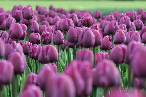 Tulip Purple Prince Organic Bulbs
