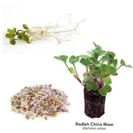 30 grams China Rose Radish Sprouts Seeds