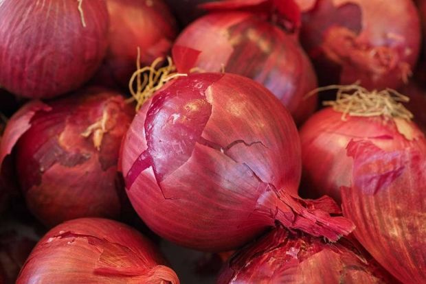 Red Onion Sets OrganicRed Baron Onion Bulbs  8 oz Non-GMO