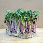 RADISH MIX FOR SPROUTING & MICROGREENS ORGANIC
